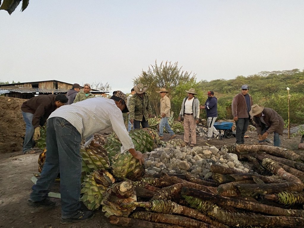 People working with large agave plants covering an oven for the agave to cook and make mezcal outside