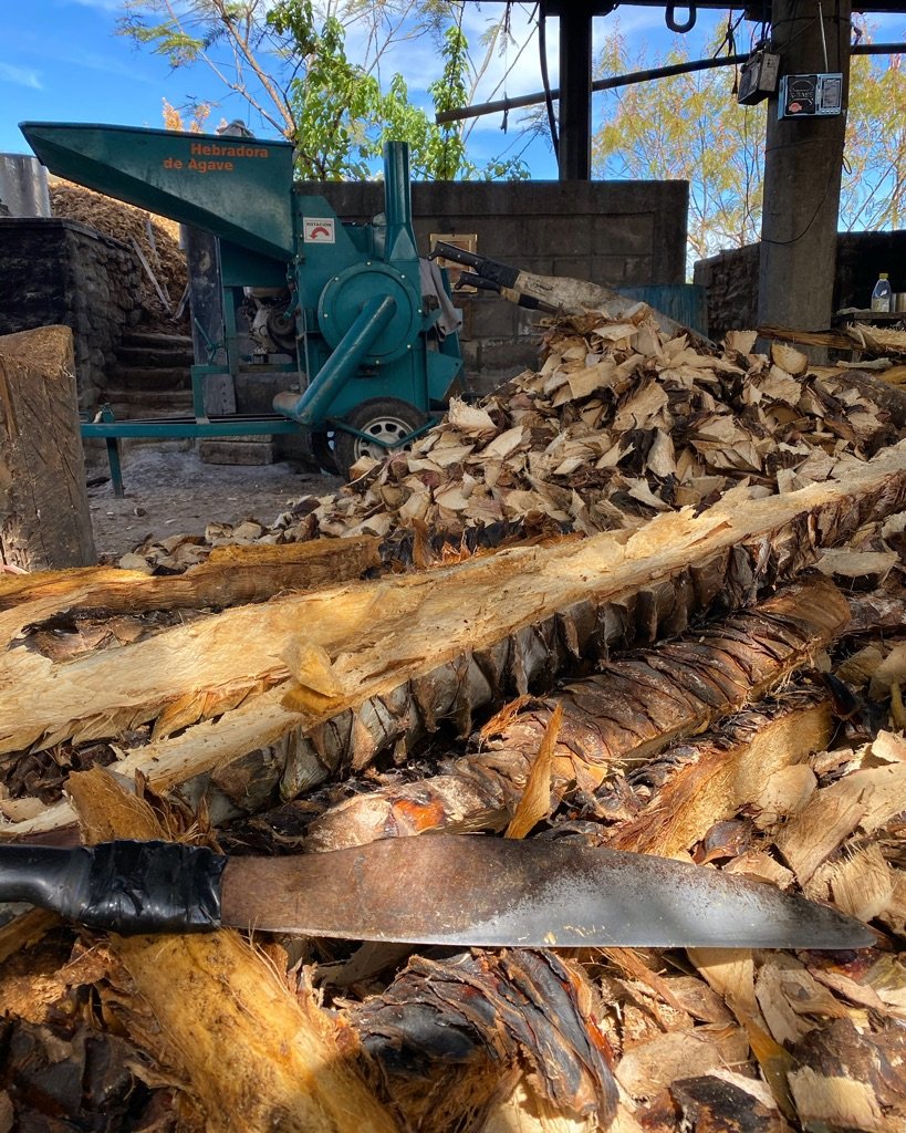 Agave chunks ready for the shredder to make Mezcal