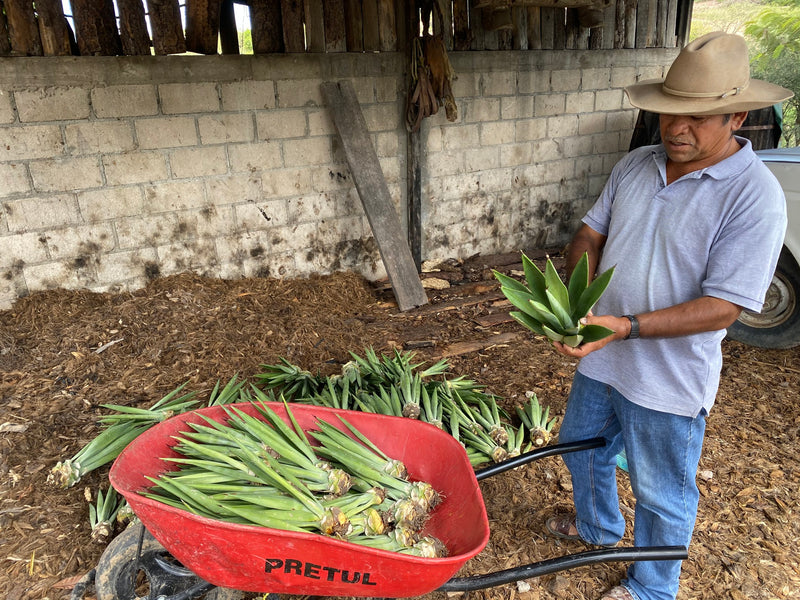 Nicolas transplanting maguey verde