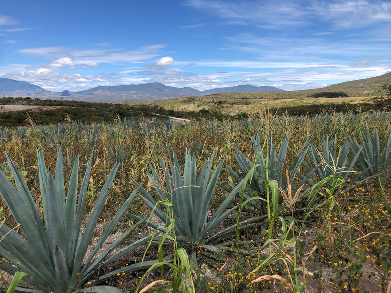 Espadín & the milpa