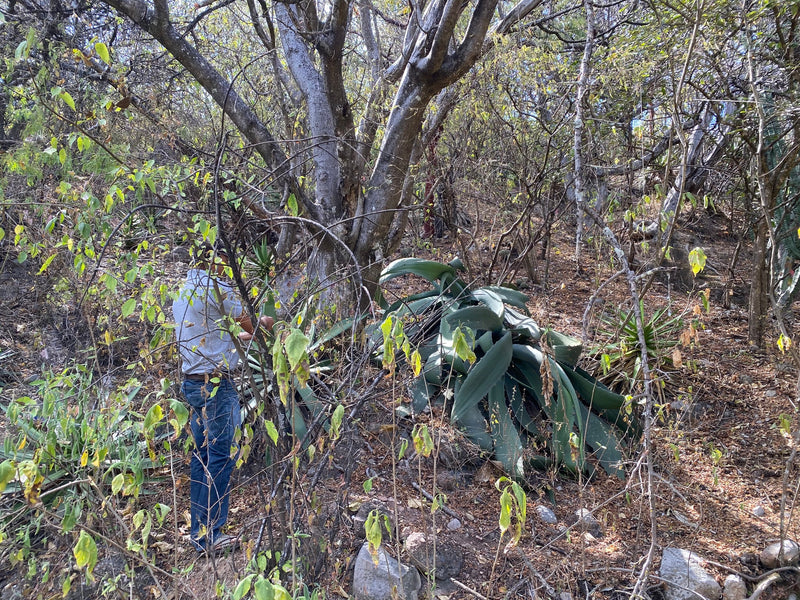 Wild Tepextate on the family land