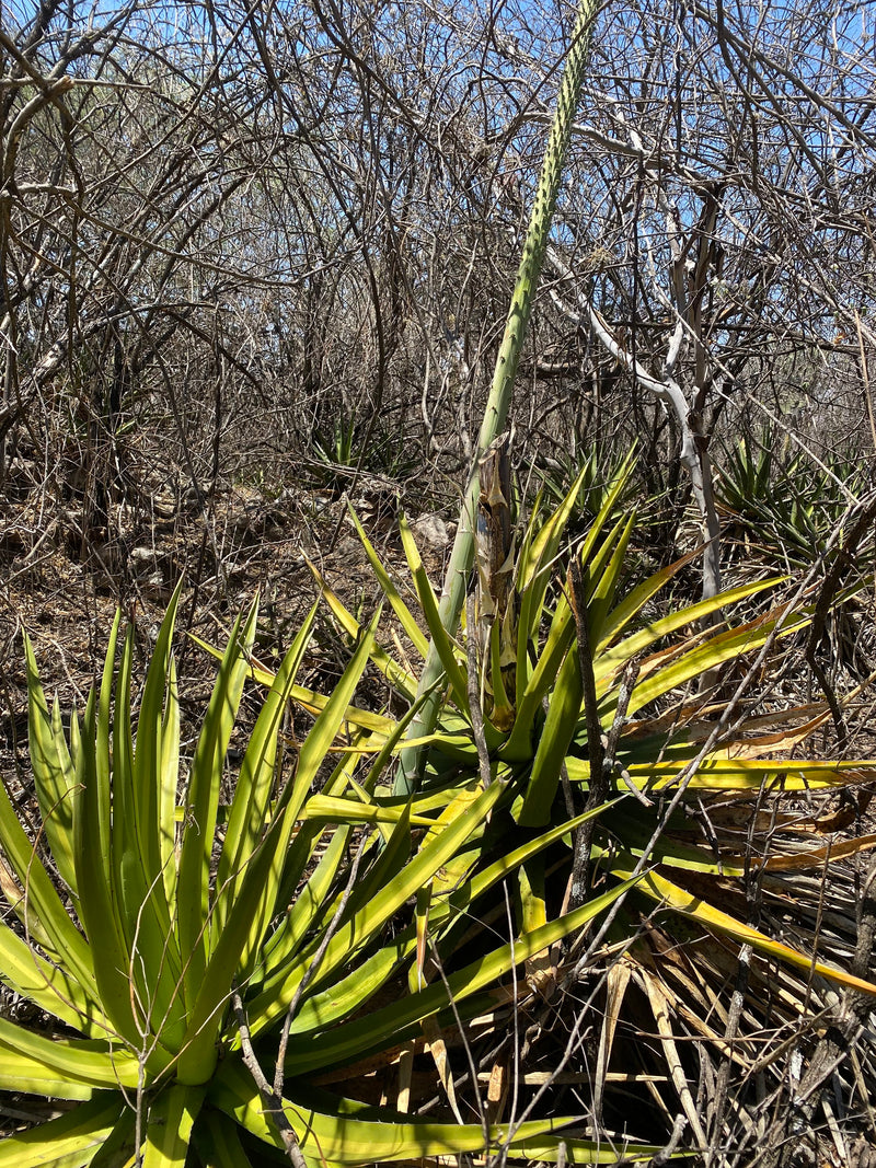 Jabalí capon on the family land