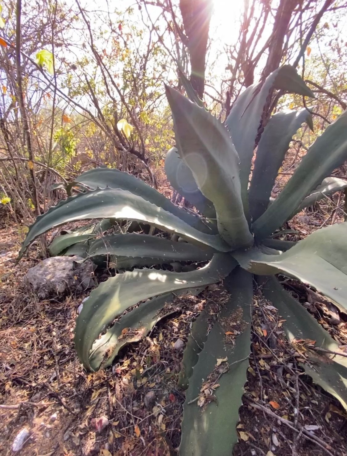Agave grown to make mezcal
