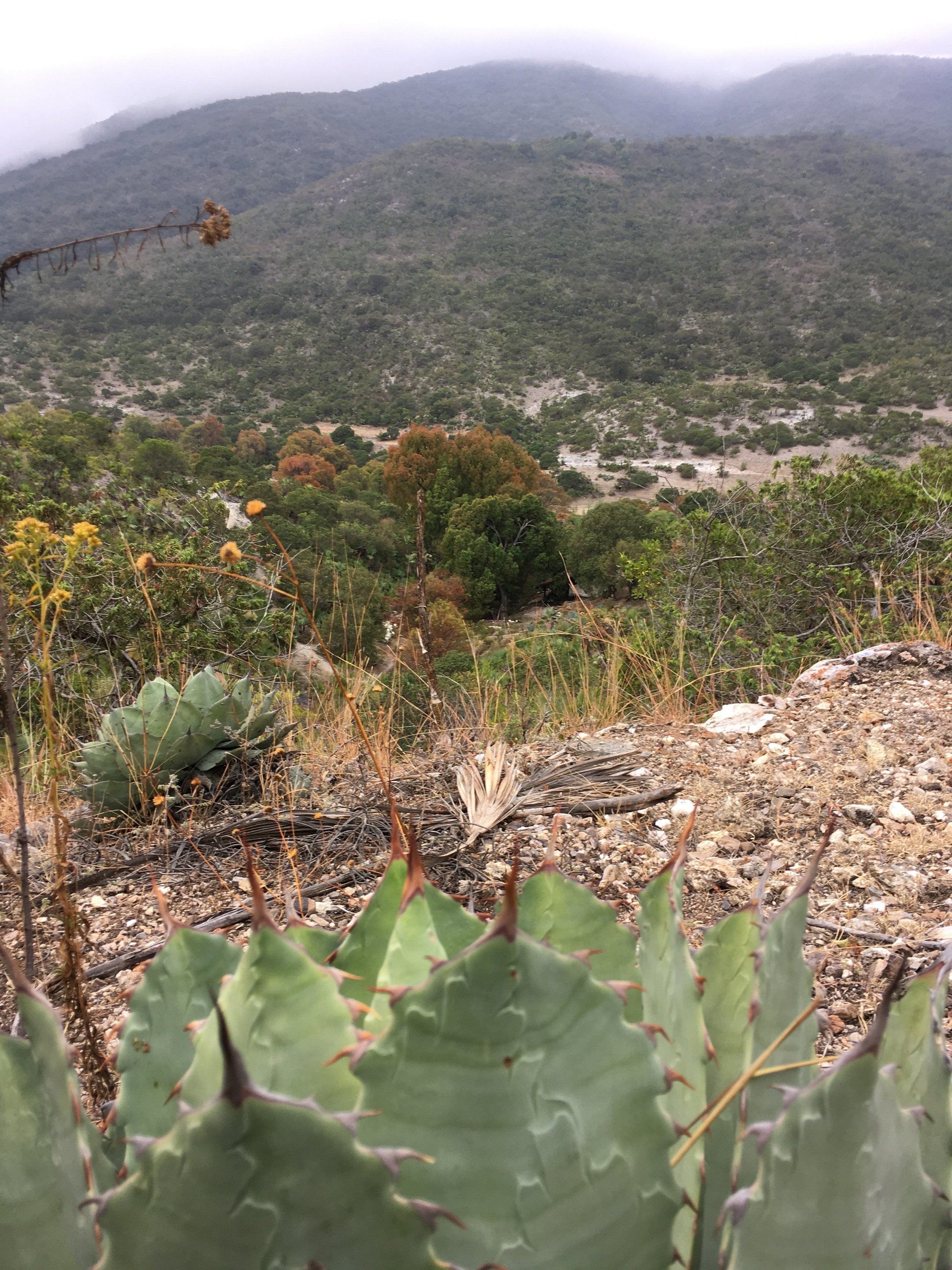 Agave Potatorum grown for mezcal
