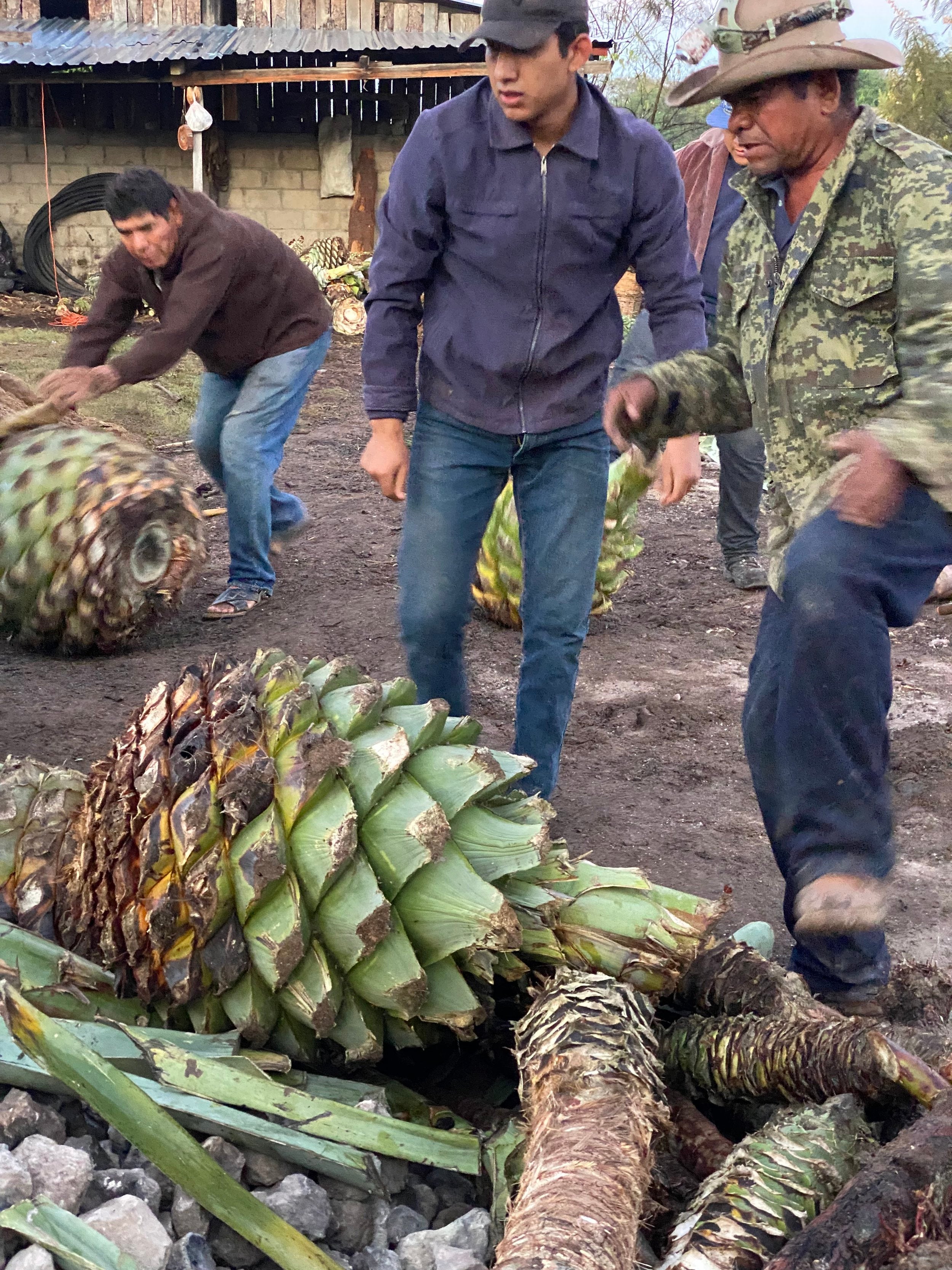 Men with huge Agave plants ready to cut them to cook for mezcal
