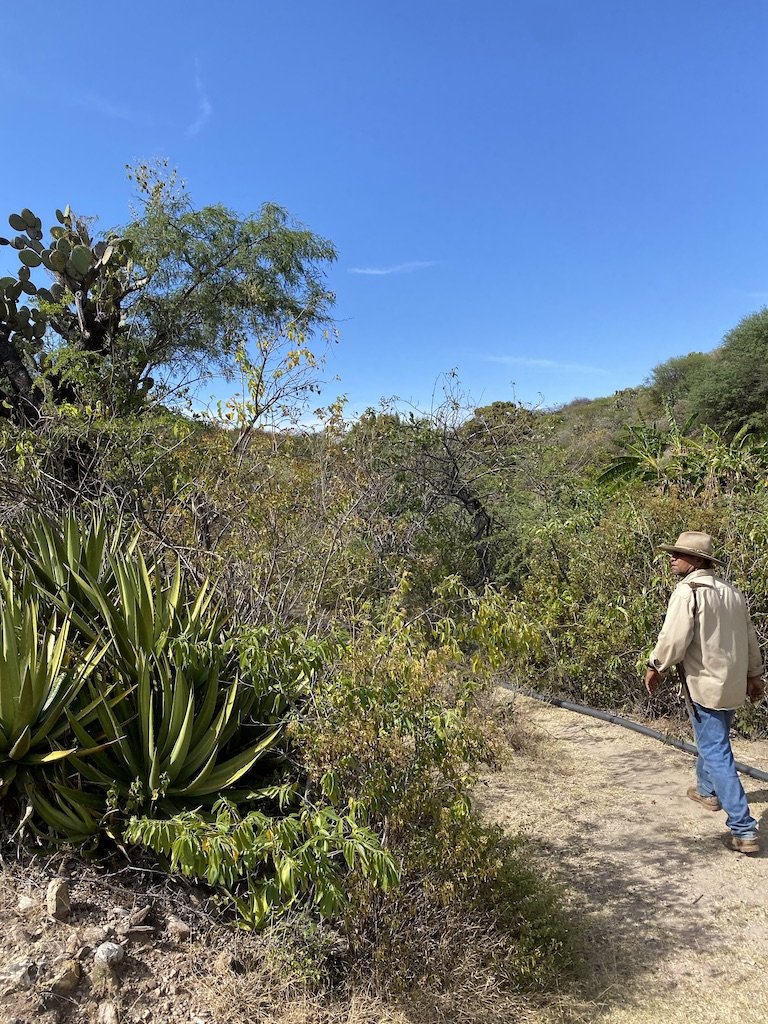 Maguey Jabali in the campo