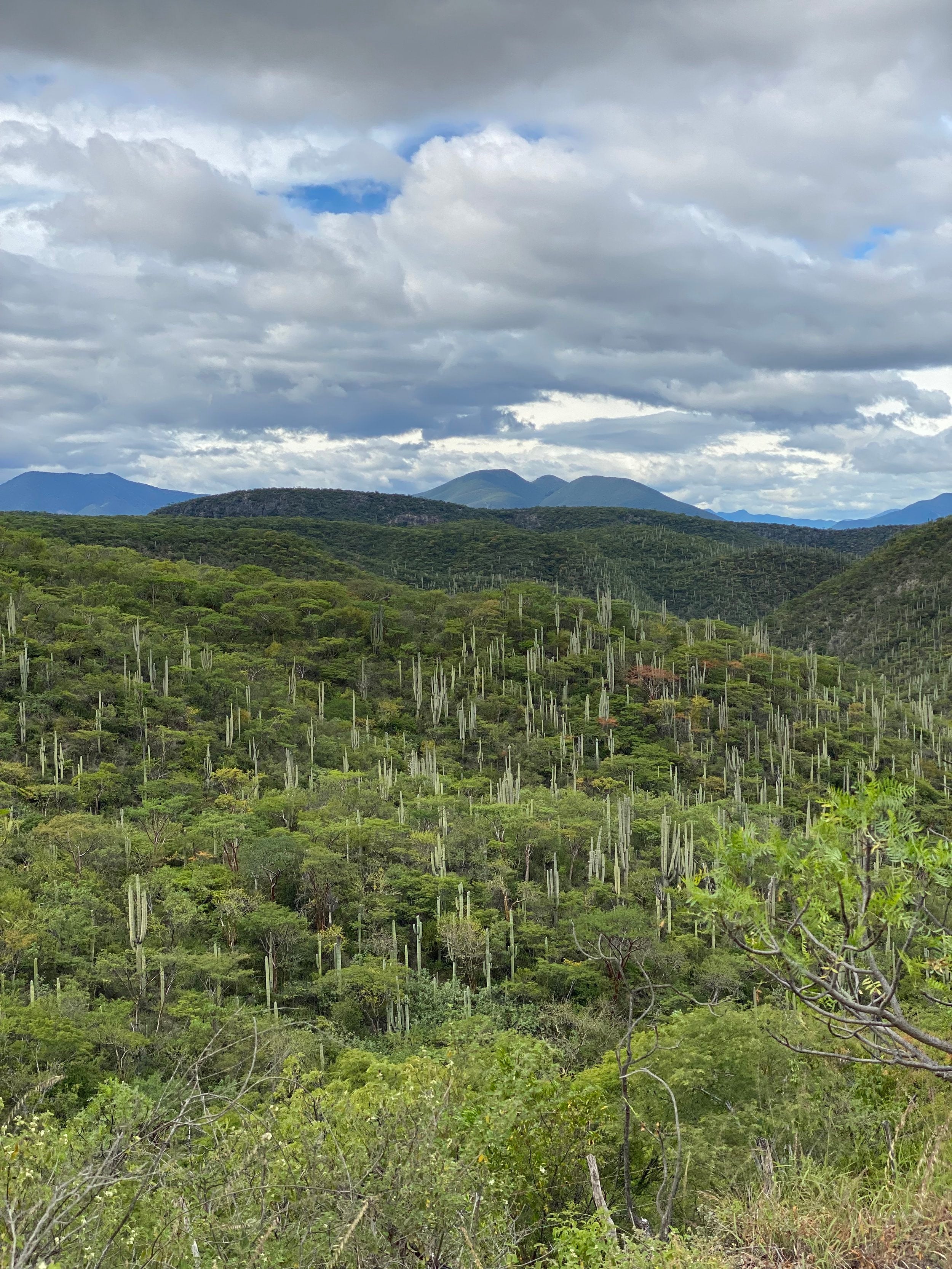 The agave-rich, lush hills of Chiguivana ready to harvest for mezcal production