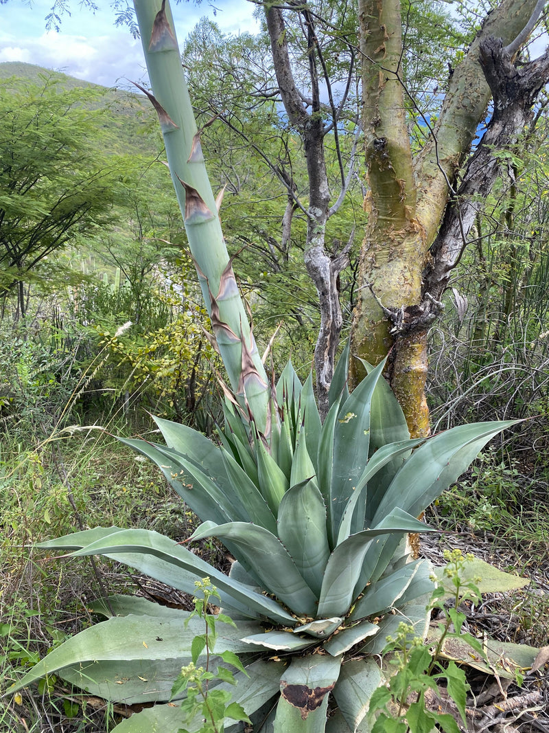 Wild agave in Chiguivana, grown to make mezcal