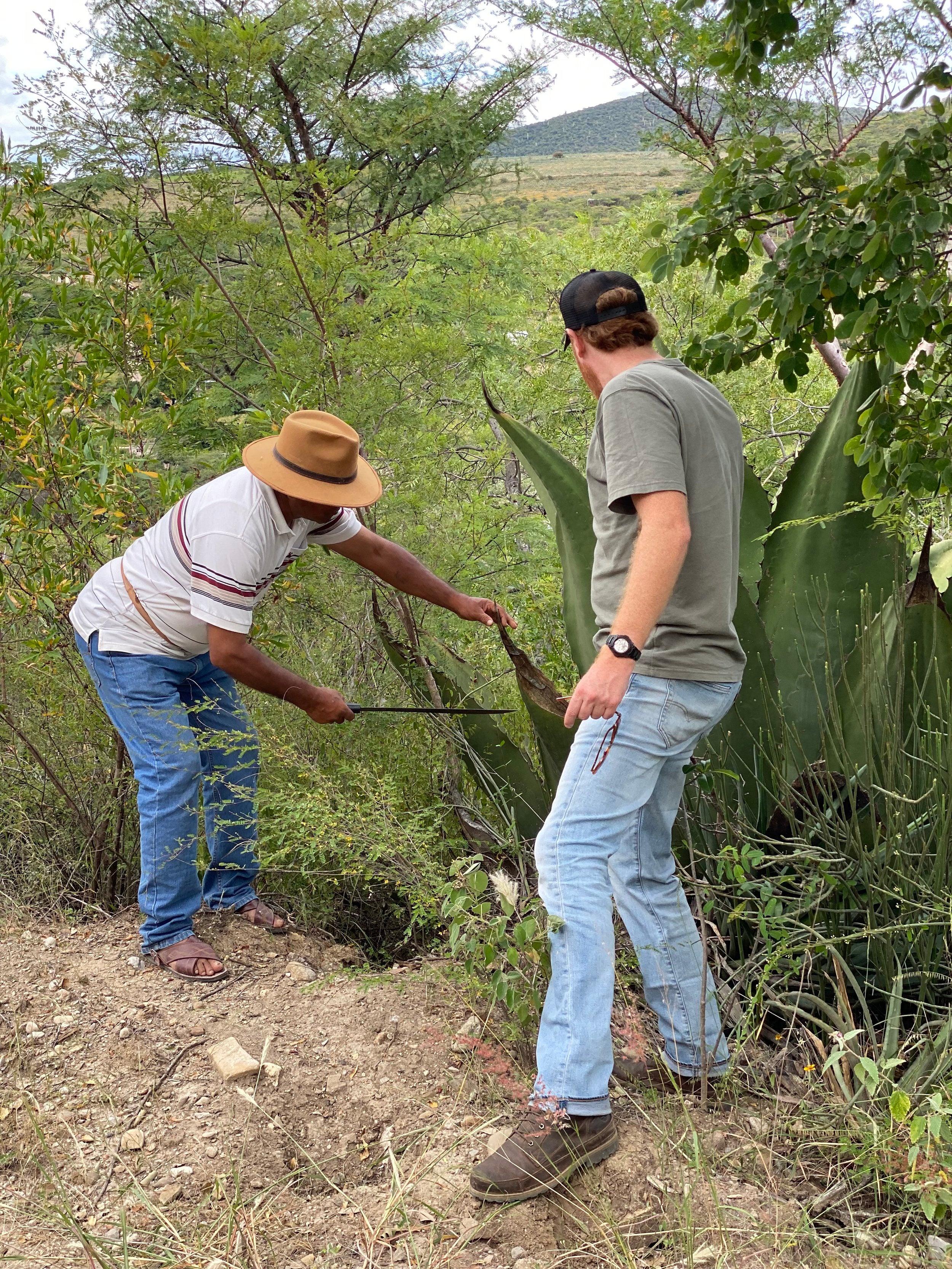 Nicolas & Jon from the Sin Gusano project, checking out the wild Tepextate in Chiguivana