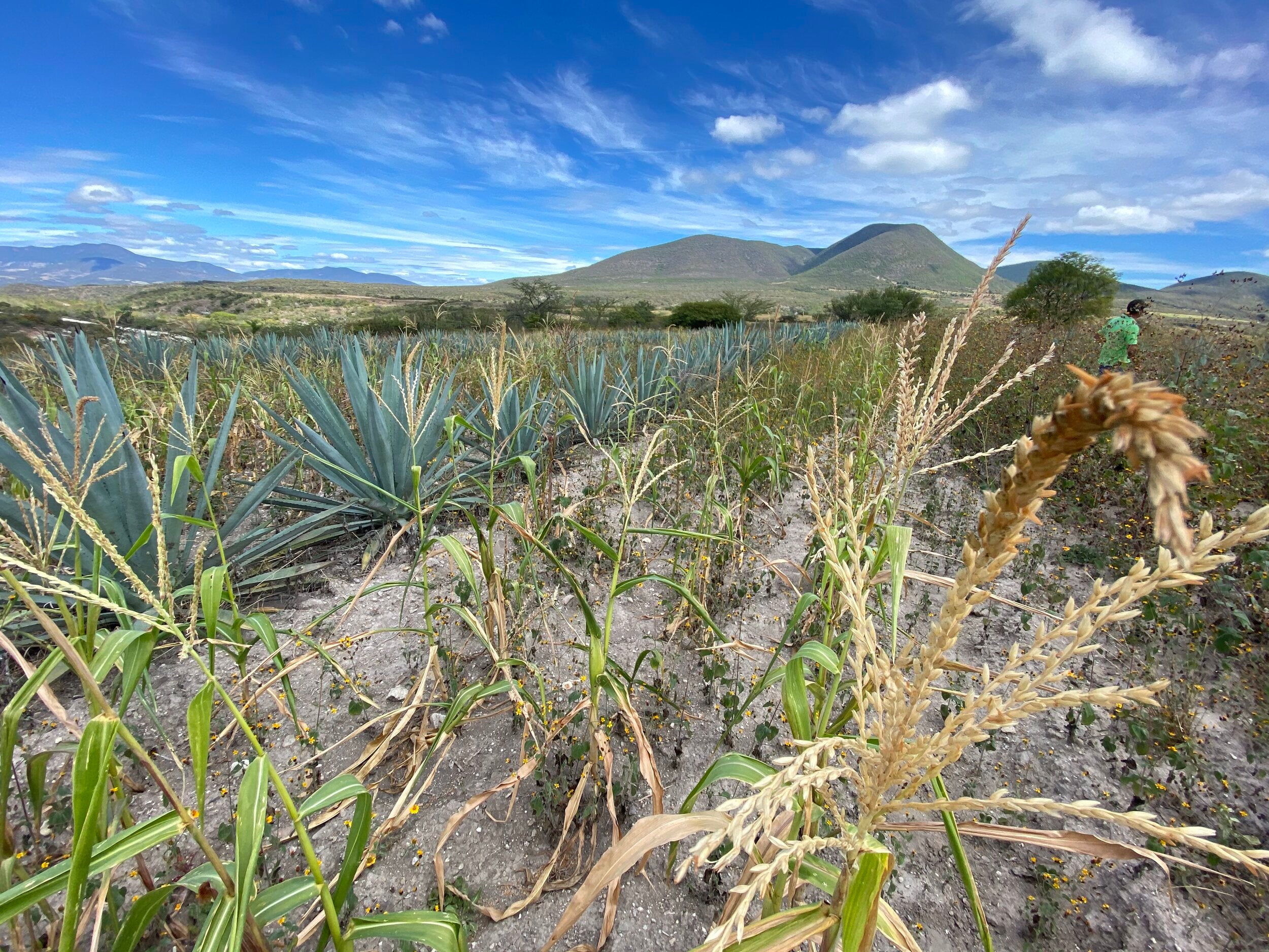 Rows of young Agave planted on a farm for making mezcal