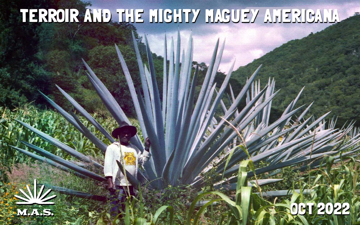 A giant agave plant next to a man half its size as the poster for the October 2022 edition of the Mezcal Appreciation Society