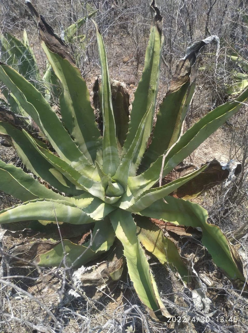 Mayuey Pizorra (A.Marmorata) is a slightly smaller and quicker growing cousin of Tepextate, found specifically in this part of Puebla. You can distinguish it from the Tepextate by the white horizontal markings on the leaves.