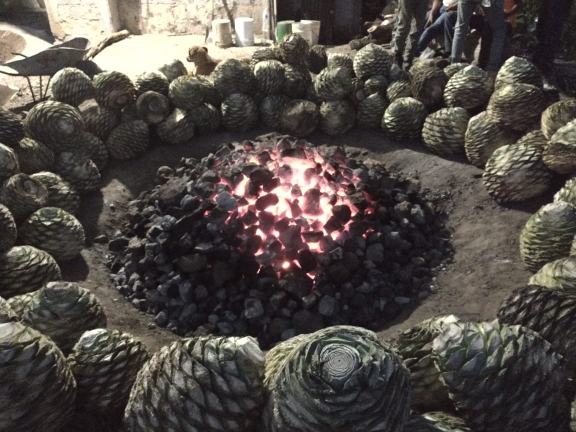 an oven surrounded by the agave that will be cooking on top of it for mezcal 
