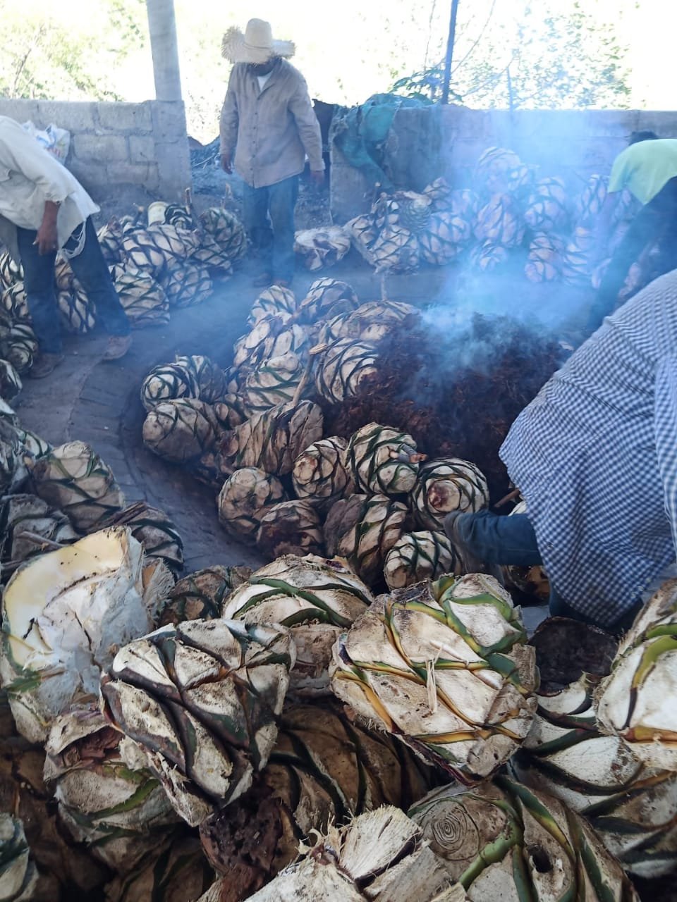an oven lined with pinas from agave plants ready to make mezcal