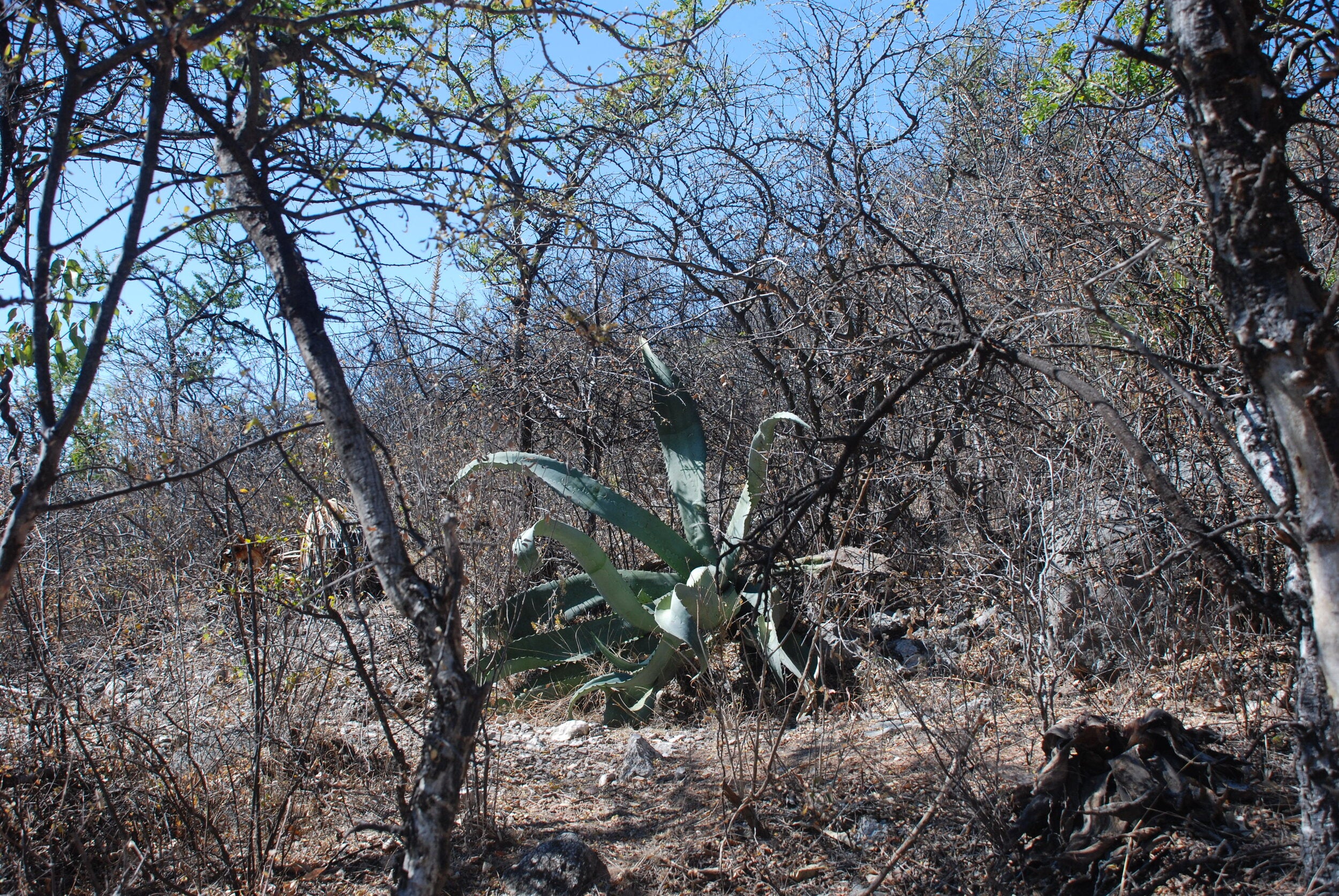 Mayuey Pizorra (A.Marmorata) is a slightly smaller and quicker growing cousin of Tepextate, found specifically in this part of Puebla.