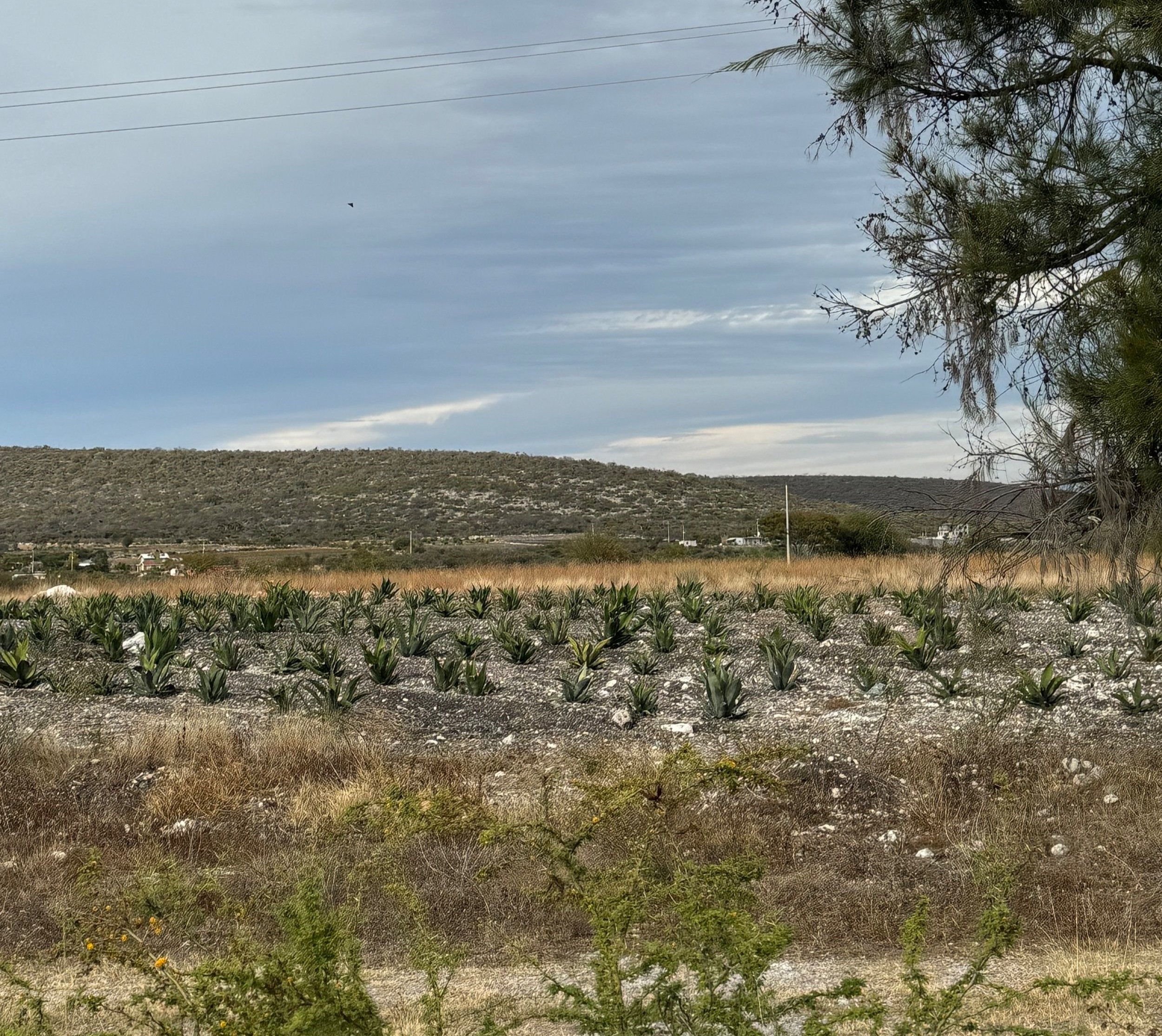 rows of agave in a field being grown for mezcal