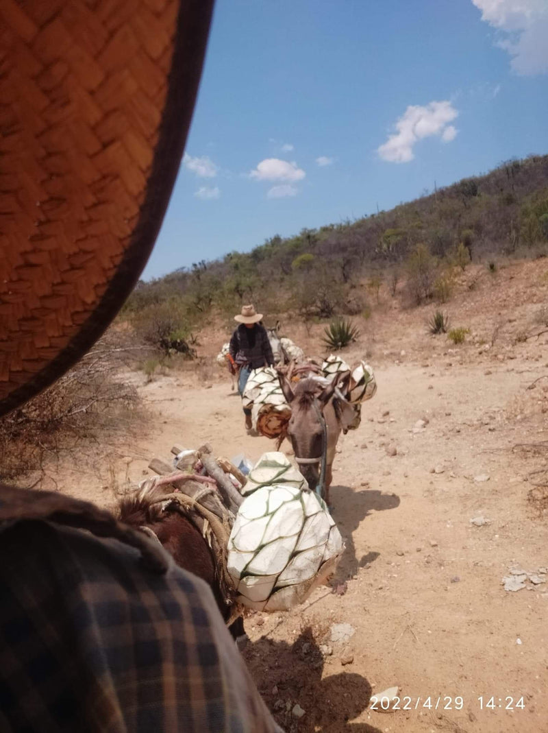 Donkeys carrying pinas through the desert for mezcal production