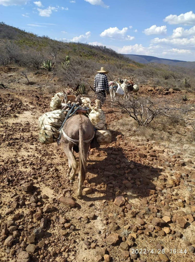 A donkey in the desert in Mexico used for the production of mezcal