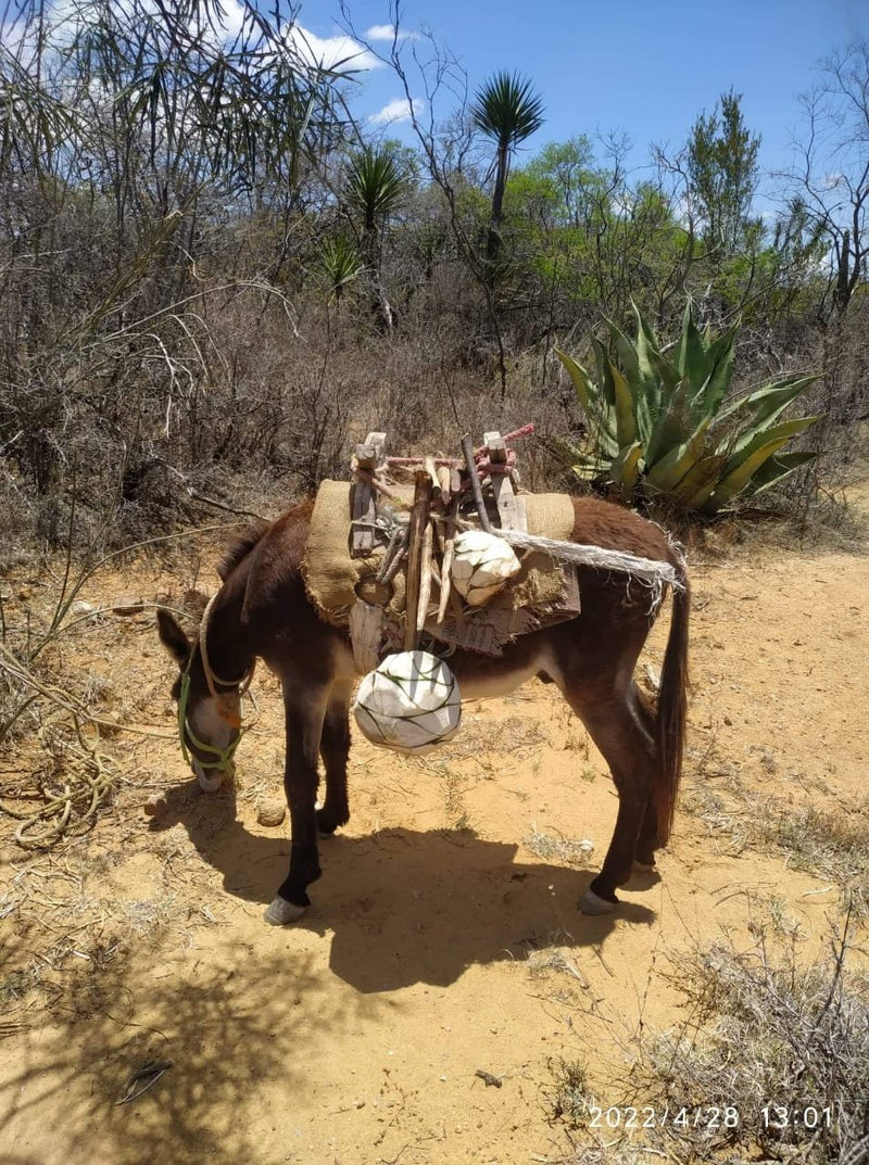 A donkey having a break between working on mezcal production