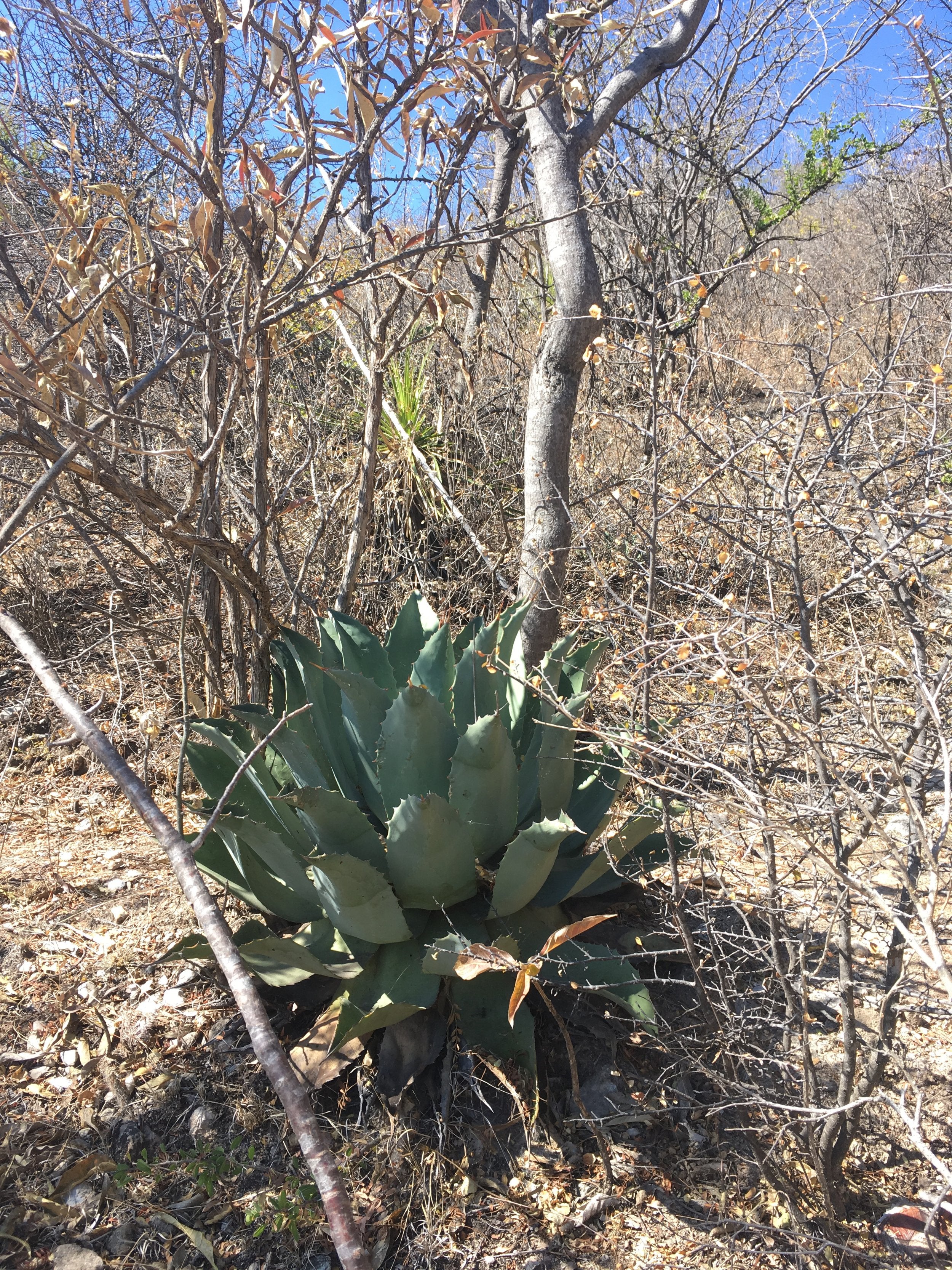 wild Papalote for the Ameyaltepec, Batch: P-DT-05. Exclusive to Sin Gusano