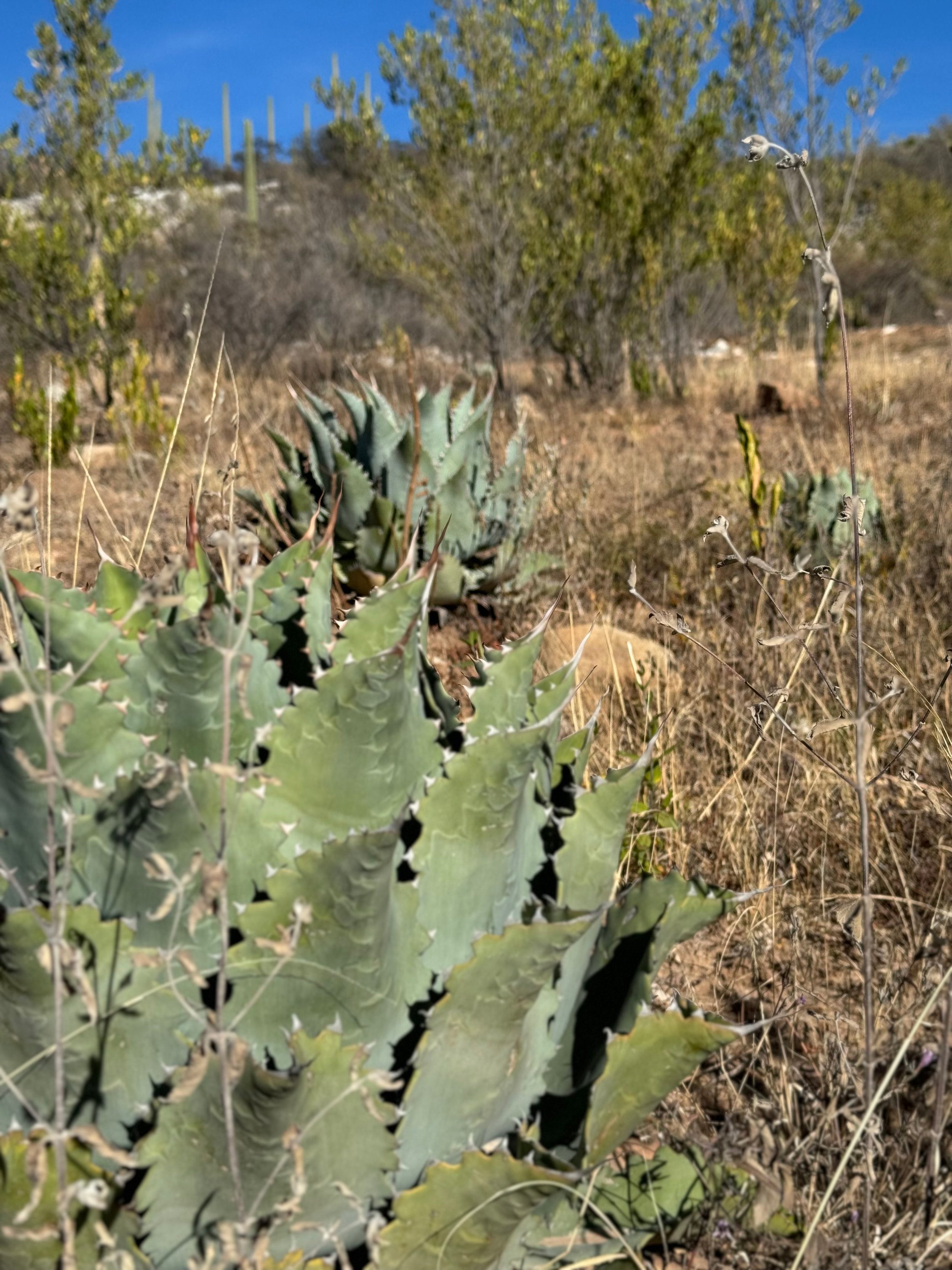 wild Papalote for the Papalote - Ameyaltepec, Batch: P-DT-05. Exclusive to Sin Gusano