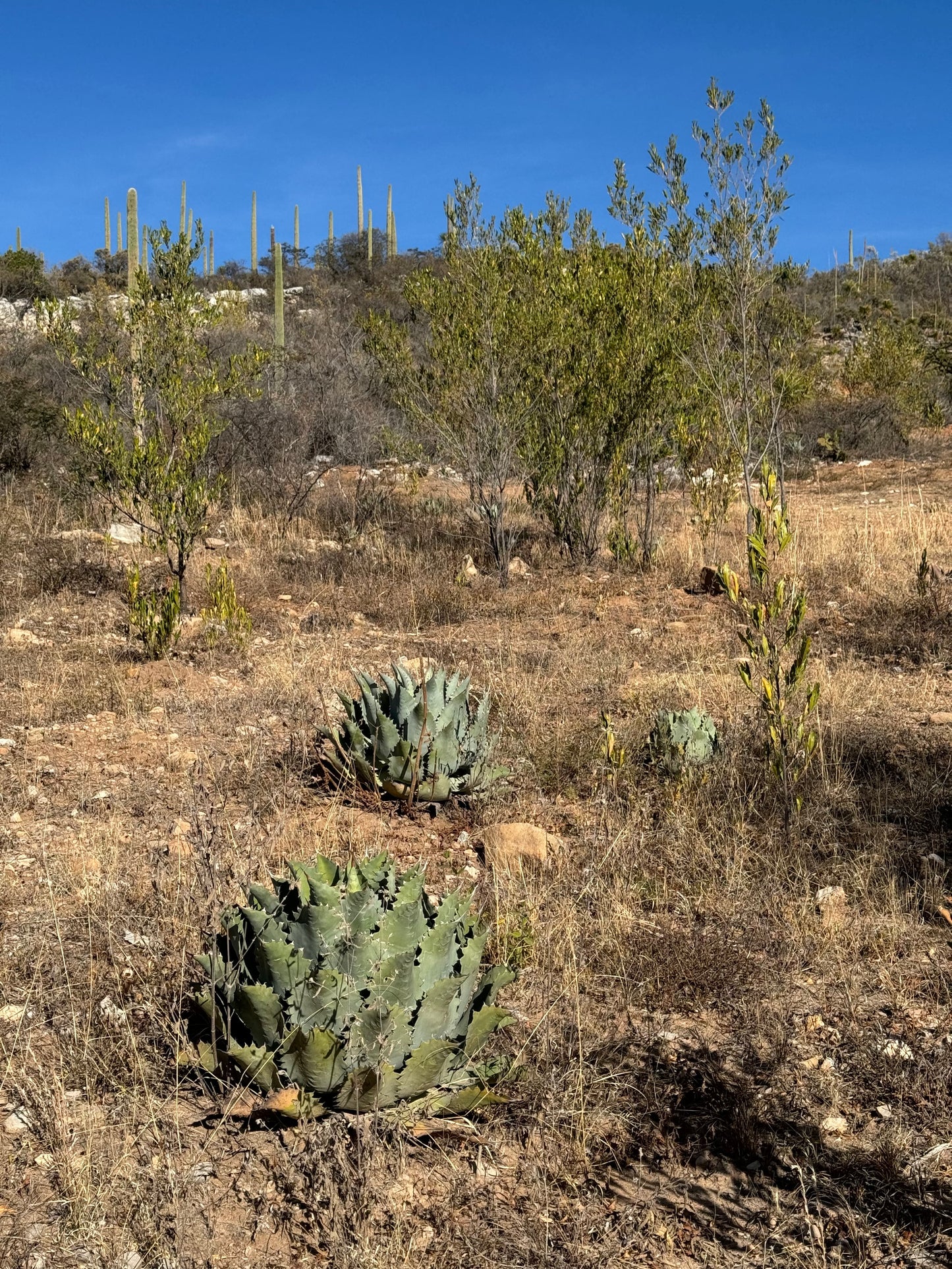 Agave growwing in the fields that makes the Papalote - Ameyaltepec a limited edition mezcal available exclusively at Sin Gusano