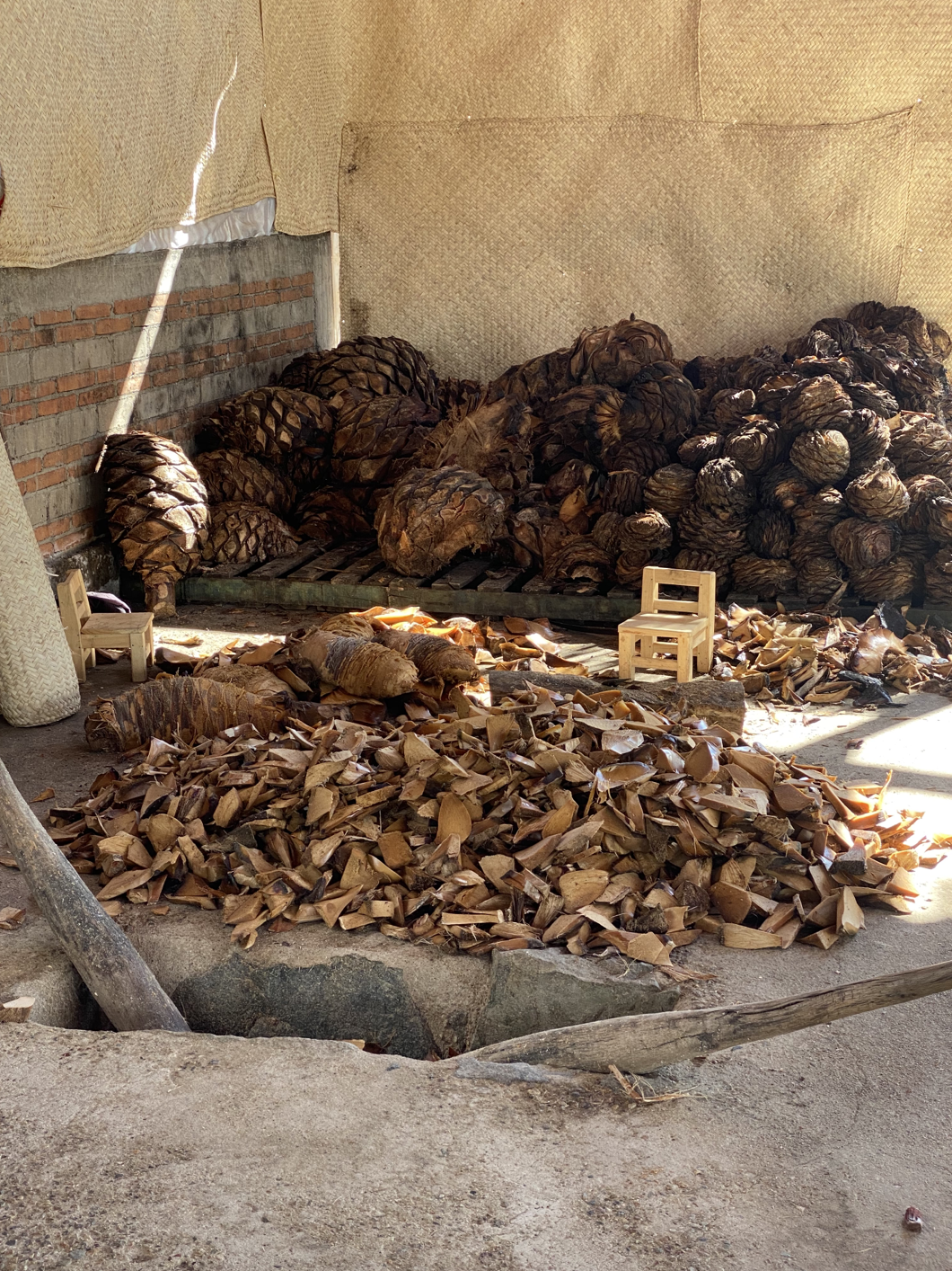 crushed pinas waiting to be milled for Mezcal production 