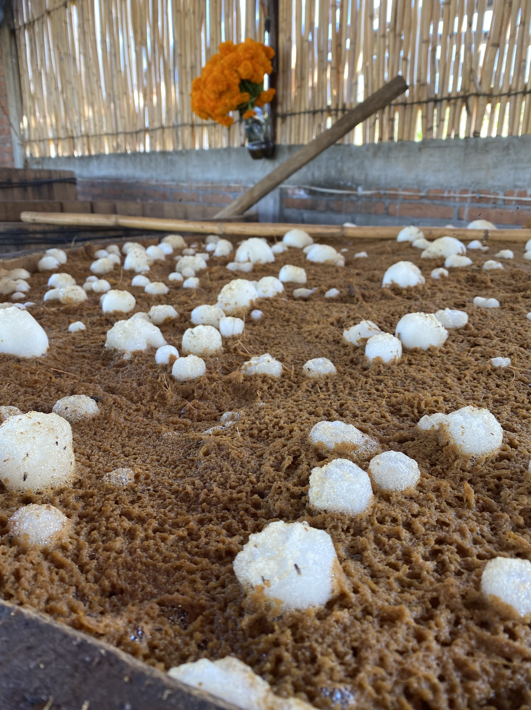 Agave fermenting traditionally