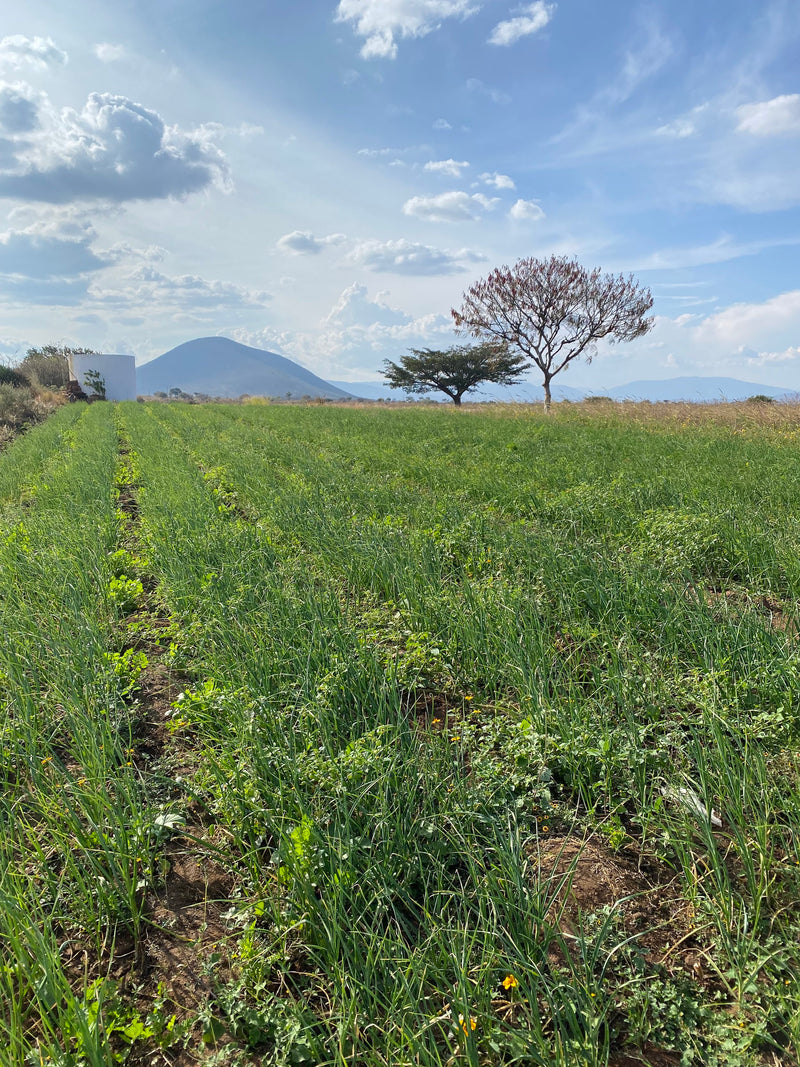 Fields of coriander & garlic