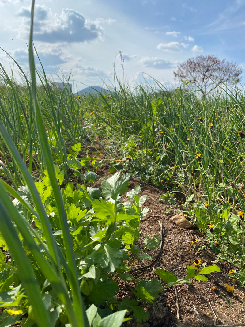 Crops grown by the family