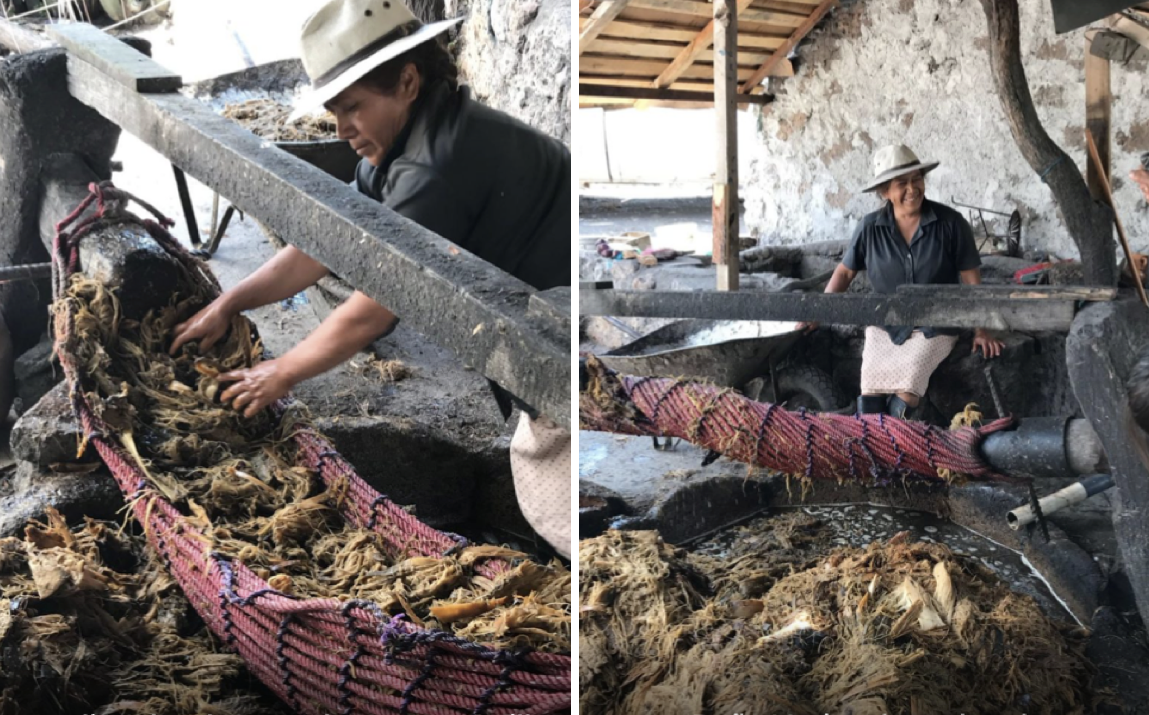 Pulque collected from the agave plant to make SALMIANA SILVESTRE - PALMAR SEGUNDO BATCH: SLP-MN-01 exclusive to Sin Gusano