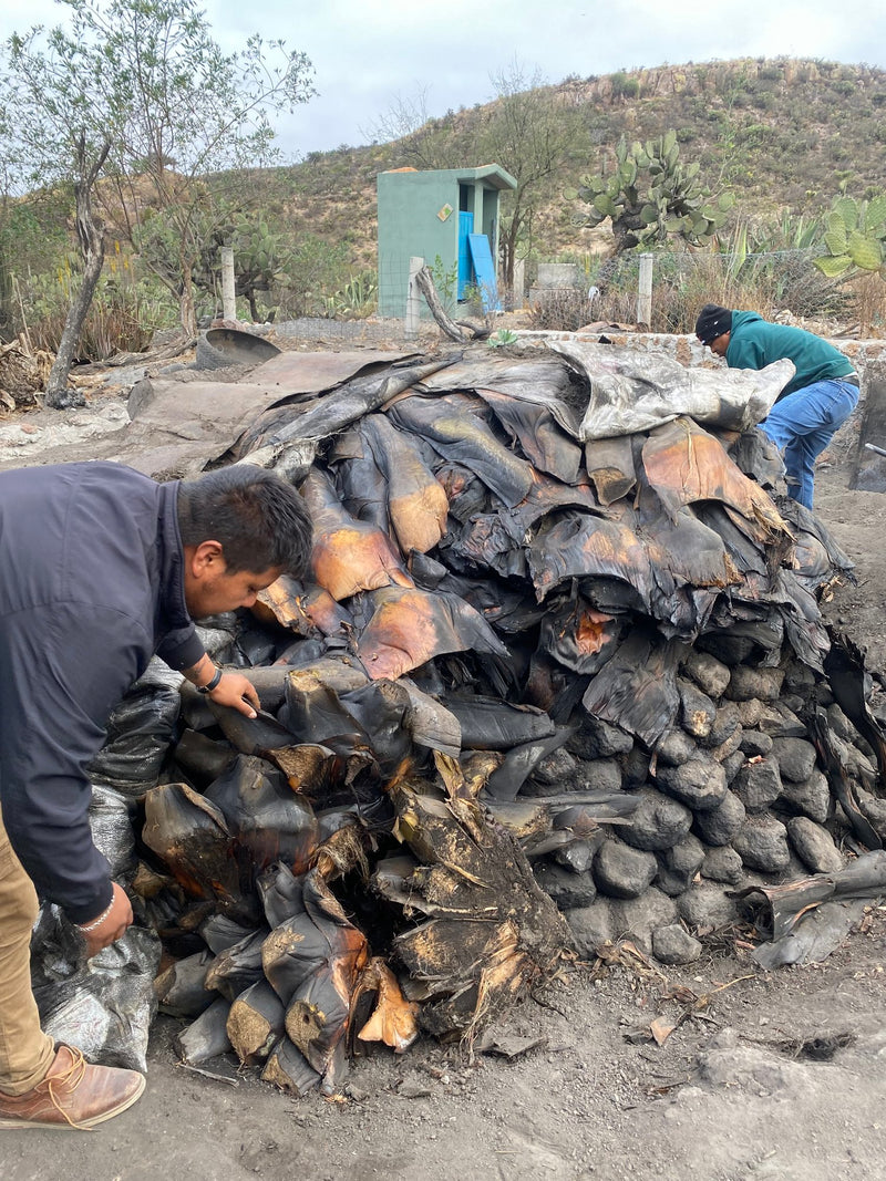 Cooking the Salmiana Silvestre for batch SLP-MN-01 exclusive to the Sin Gusano project 