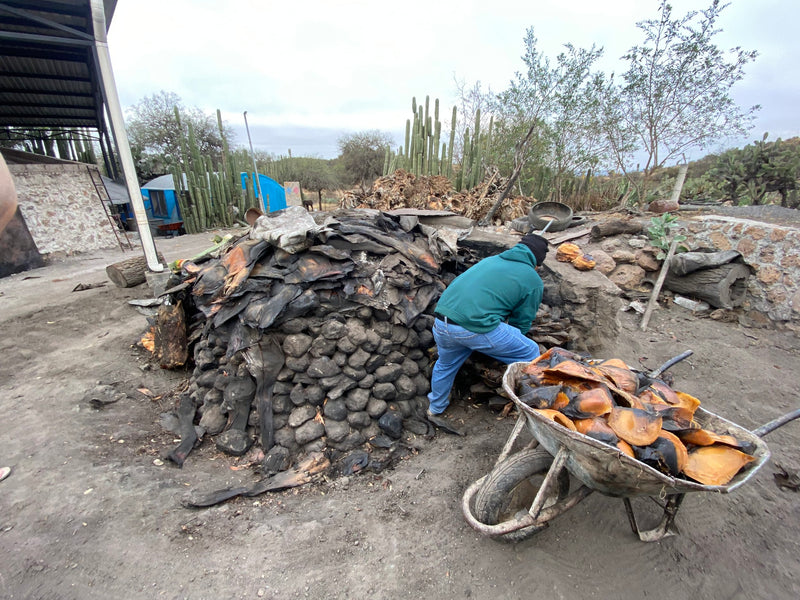 Roasting the agave for the SALMIANA Silvestre - Palmar Segundo Batch: SLP-MN-01