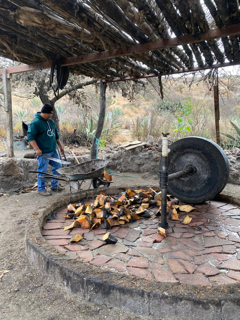 Milling the agave after roasting for the Salmiana Silvestre for batch SLP-MN-01