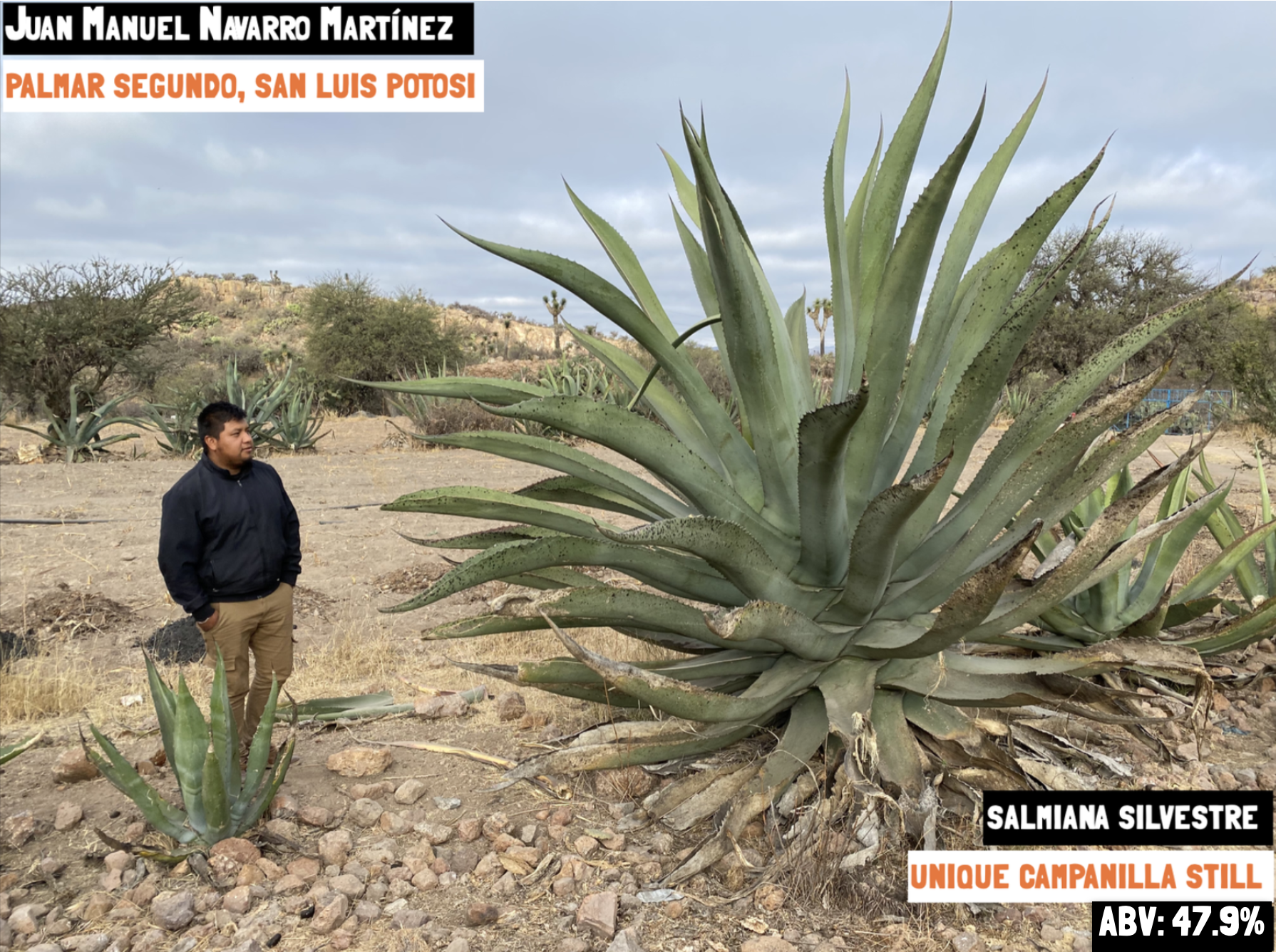 Main image of the SALMIANA SILVESTRE - PALMAR SEGUNDO BATCH: SLP-MN-01 exclusive to Sin Gusano