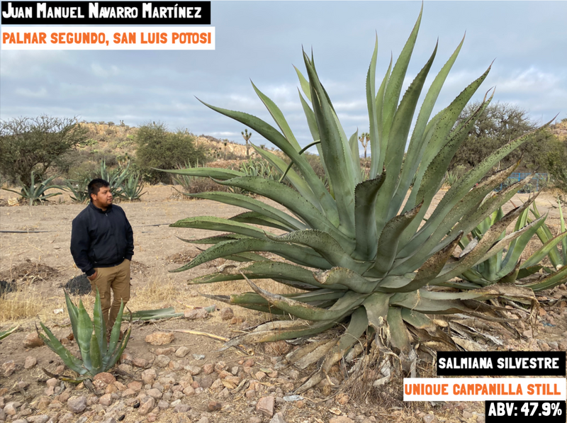 Main image of the SALMIANA SILVESTRE - PALMAR SEGUNDO BATCH: SLP-MN-01 exclusive to Sin Gusano