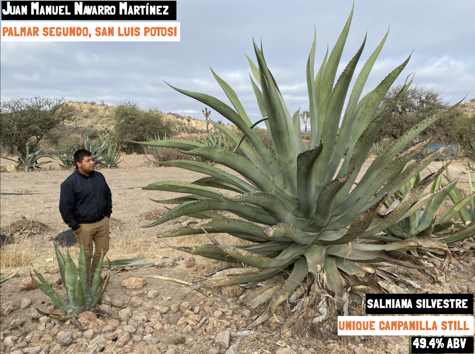 Mezcal Library featuring the Salmiana Silvestre - Palmar Segundo, San Luis Potosí. Small batch Mezcal exclusively available at Sin Gusano