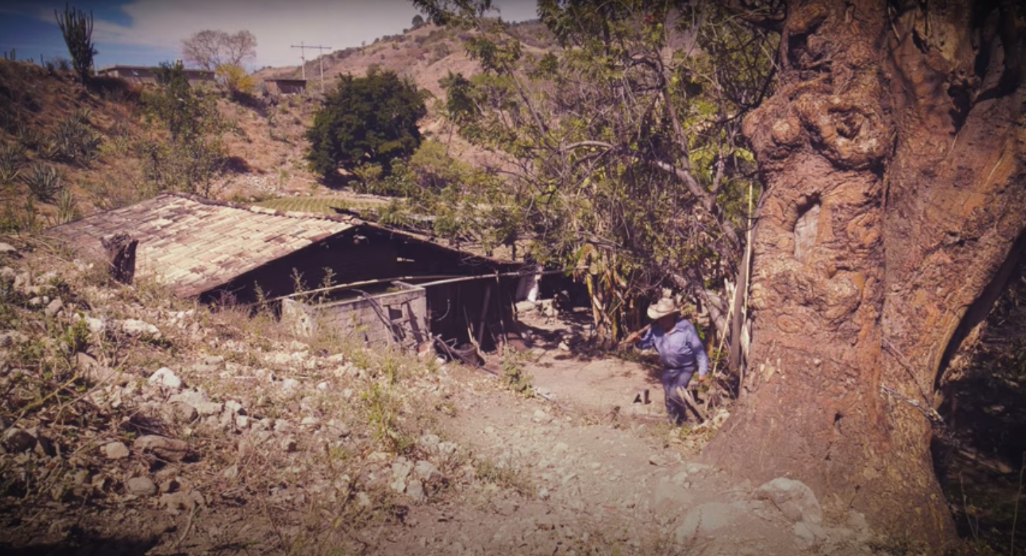 Load video: Isaac walking up a hill to make mezcal and work with Sin Gusano to bring it to the UK