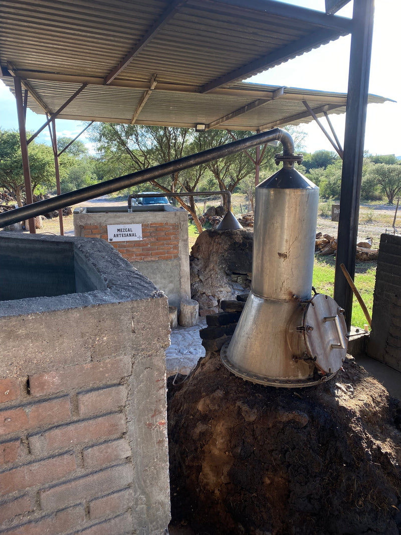 production of the Sotol - Nombre de Dios small batch Mezcal available exclusively with Sin Gusano