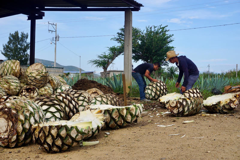 Arroqueño arriving at the palenque 