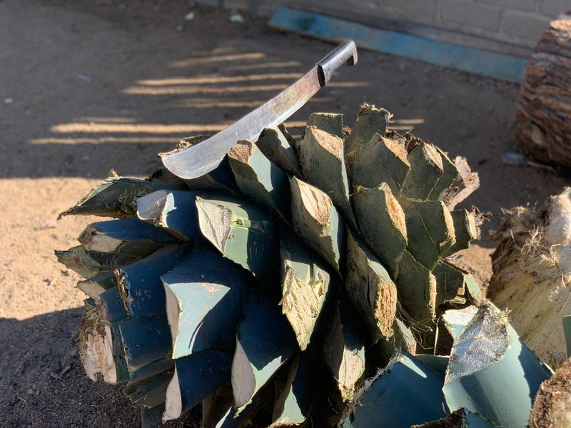 Huge plants for mezcal