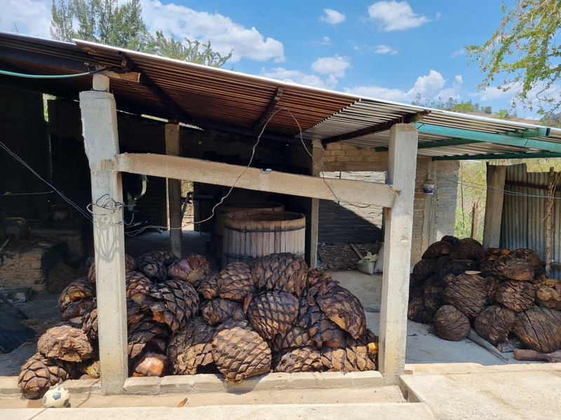 Cooked arroqueño waiting to be milled