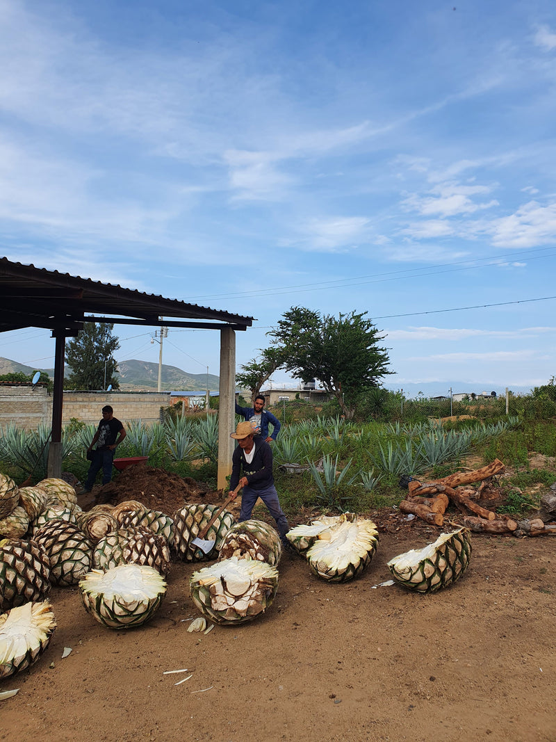 ripe plant has led him to produce less than 250 liters of spirit from the plant between 2015 and 2020