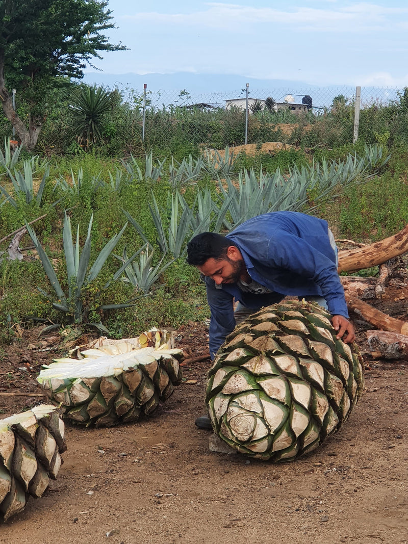 Arroqueño - Santa Catarina Minas mezcal