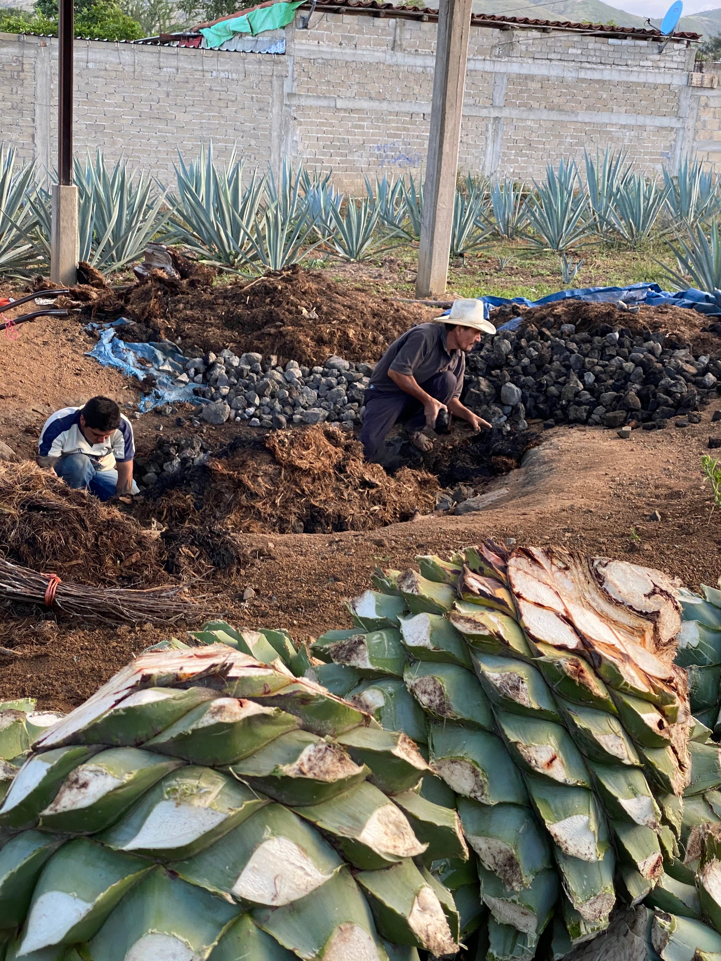 This particular batch was distilled in September 2022. Tío Pedro and Lalo worked together to roast these giant piñas