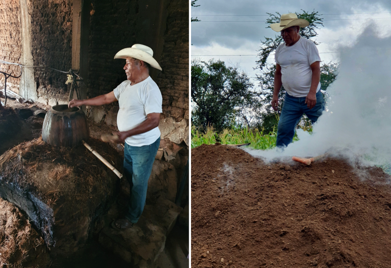 making the Tobala - Minas mezcal 