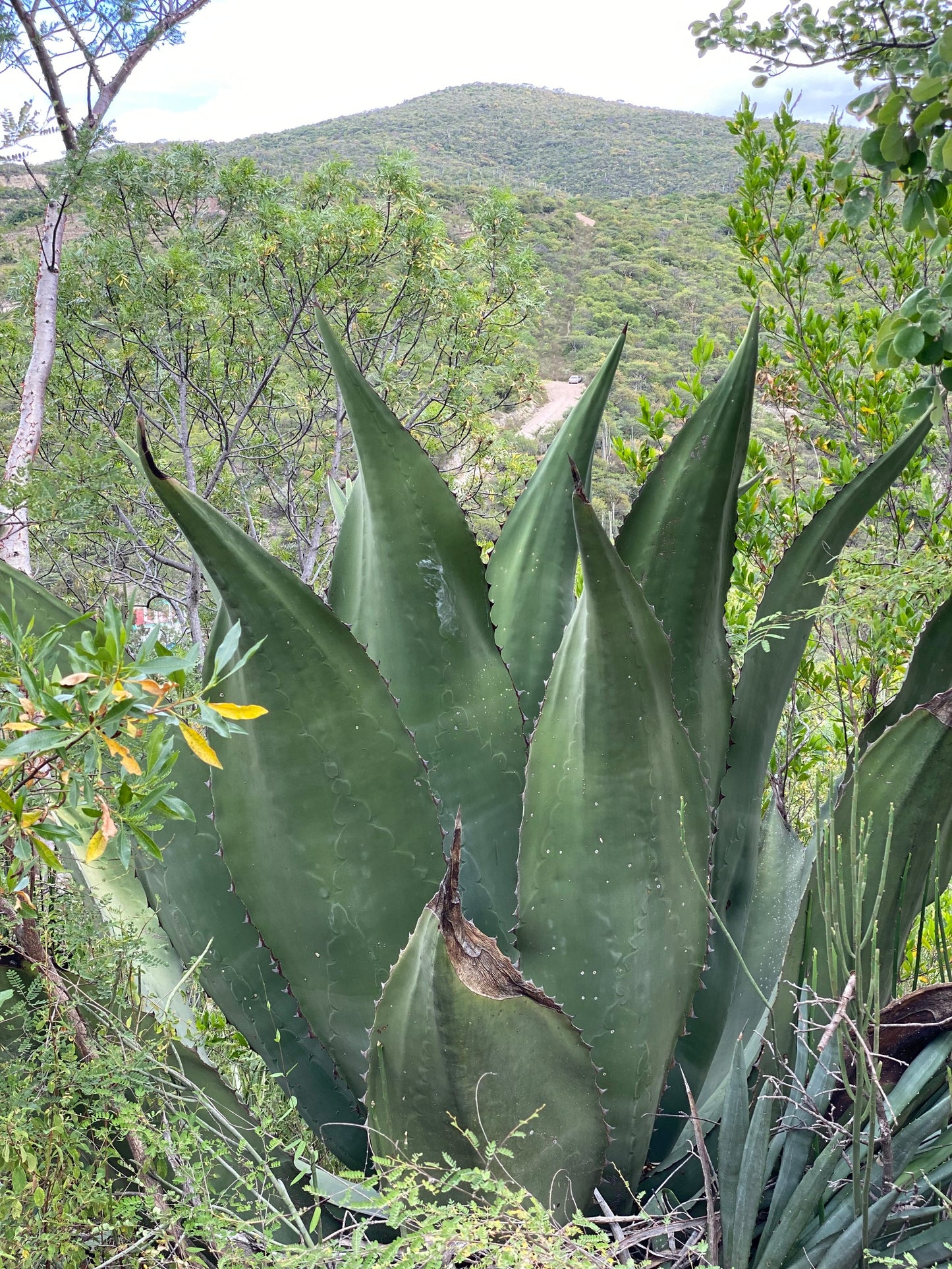 Agave for the Tepextate - Amatlán Mezcal. Limited bottling available at Sin Gusano 