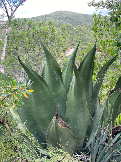 Agave for the Tepextate - Amatlán Mezcal. Limited bottling available at Sin Gusano 