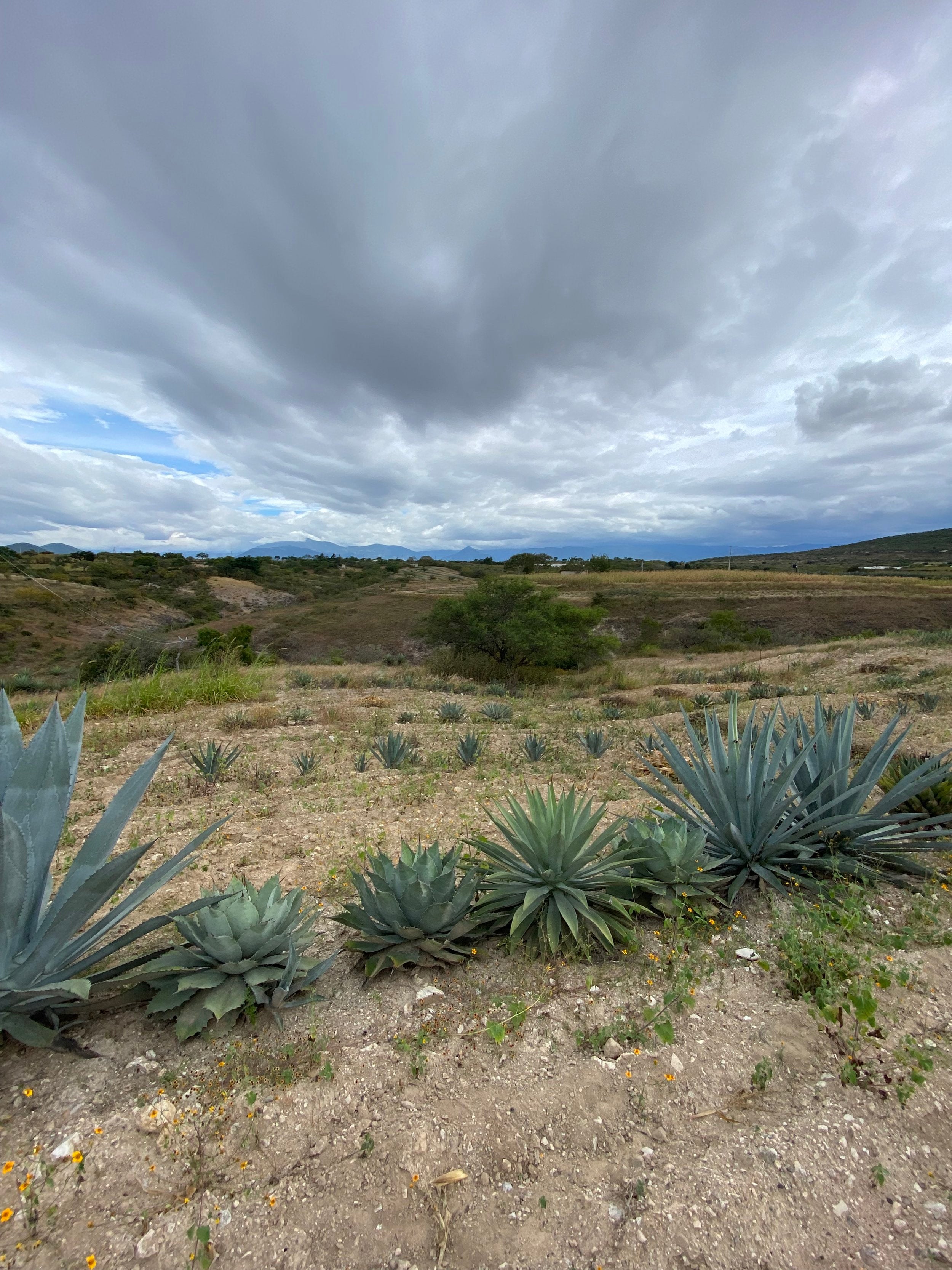 Mix of agave species growing on the family land where Ensemble de Quatro - Mengolí mezcal is produced