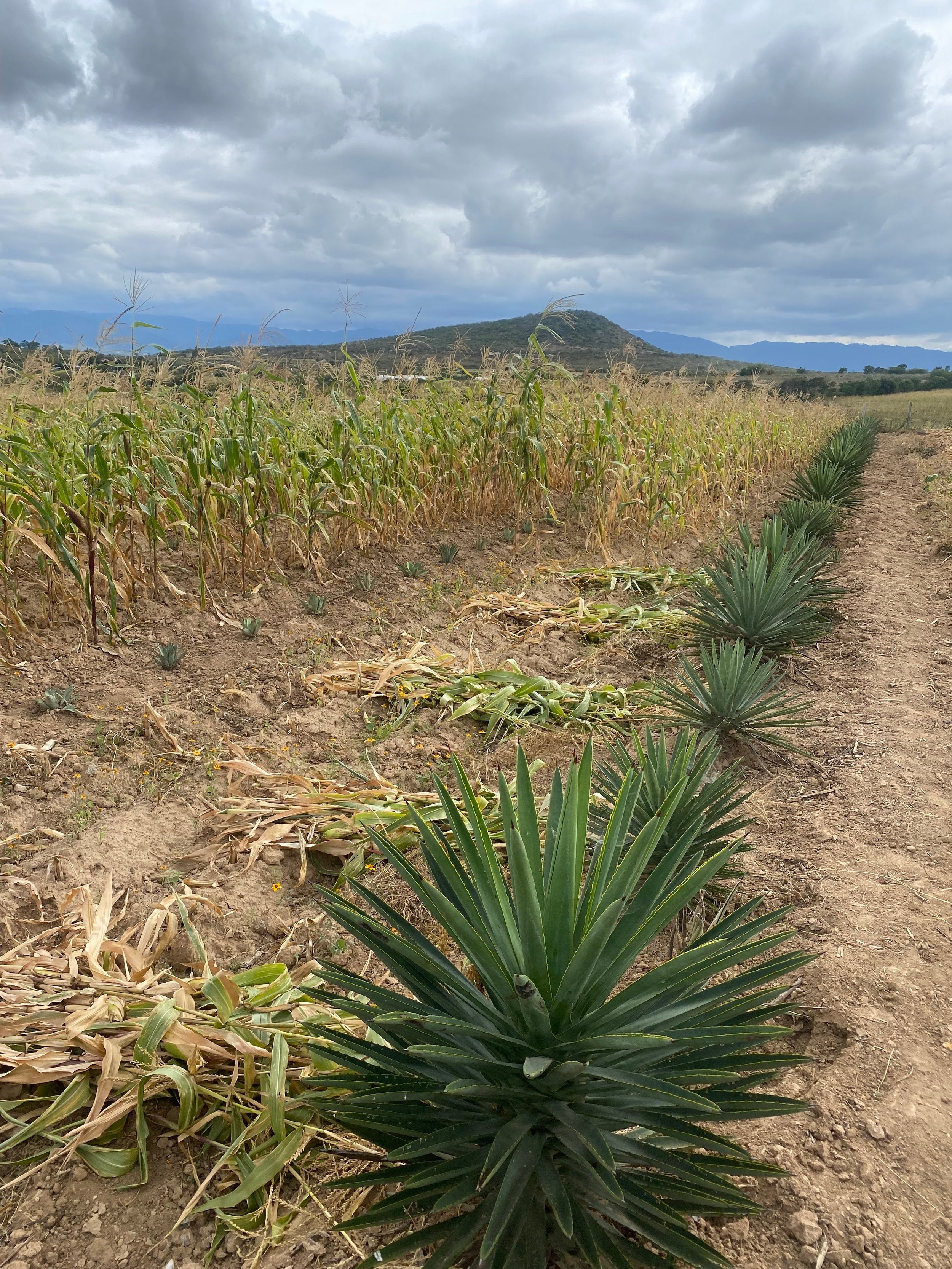 A field of agave for mezcal production in Mexcio